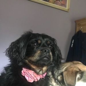 Meet your Posher, Marguerite